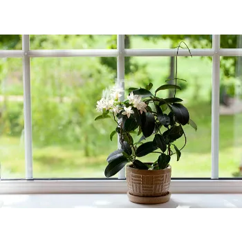 Common Jasmine Plants